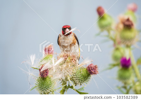 European goldfinch, feeding on the seeds of thistles. Carduelis carduelis. 103582389