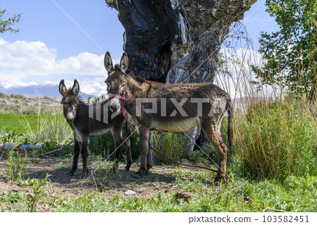 Two donkeys, mother and cub standing in green field. Summer mountain landscape. Two donkeys, mother and cub standing in green field. Summer mountain landscape. 103582451