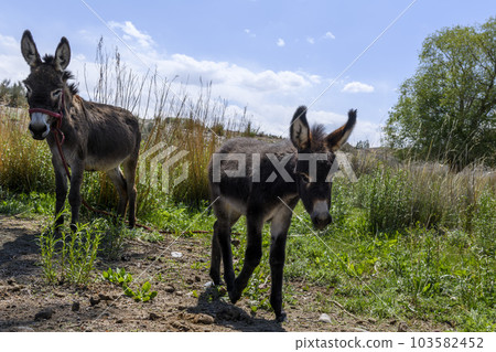 Two donkeys, mother and cub standing in green field. Summer mountain landscape. Two donkeys, mother and cub standing in green field. Summer mountain landscape. 103582452