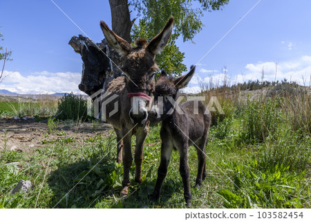 Two donkeys, mother and cub standing in green field. Summer mountain landscape. Two donkeys, mother and cub standing in green field. Summer mountain landscape. 103582454