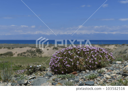 Issyk-Kul - lake in Kyrgyzstan. Summer mountain landscape. Kyrgyzstan mountains. 103582516