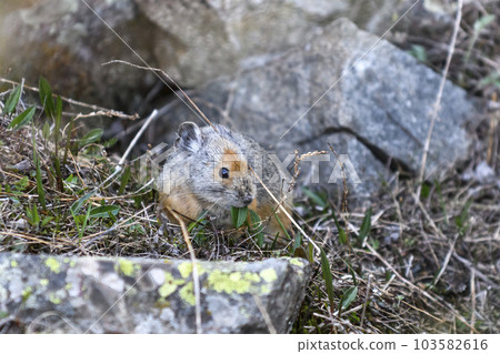 Pika (Ochotona rufescens) lying on stone in the mountains. Pika in wilde nature. 103582616