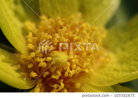 Macro photography. Macro photography high magnification. Macro photography of flower and small flower. Generation AI. 103582675