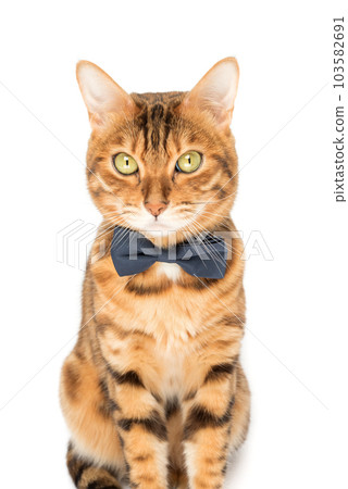 A cute red cat sits in a bow tie on a white background. A cute red cat sits in a bow tie on a white background. 103582691