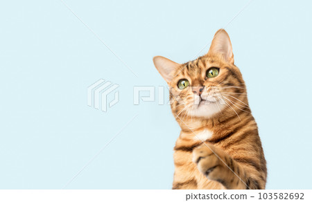 Bengal cat on a white background with a paw raised up. Bengal cat on a white background with a paw raised up. 103582692