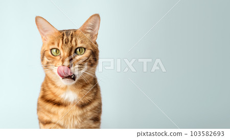 Licking Bengal shorthair cat close-up on the background. 103582693