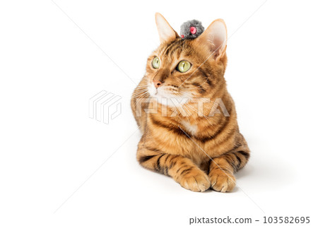 Red domestic cat plays with a toy mouse 103582695