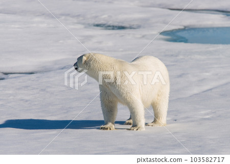 Polar bear on the pack ice Polar bear on the pack ice 103582717