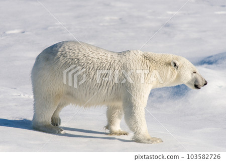 Polar bear on the pack ice Polar bear on the pack ice 103582726
