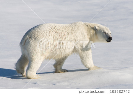Polar bear on the pack ice Polar bear on the pack ice 103582742