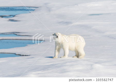 Polar bear on the pack ice Polar bear on the pack ice 103582747
