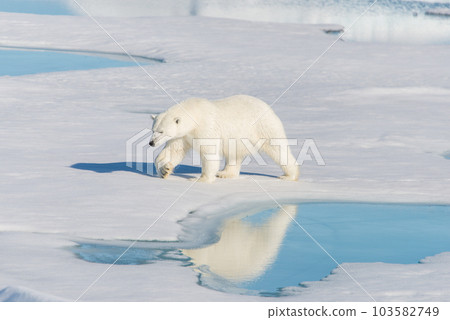 Polar bear on the pack ice Polar bear on the pack ice 103582749
