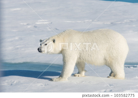 Polar bear on the pack ice Polar bear on the pack ice 103582775
