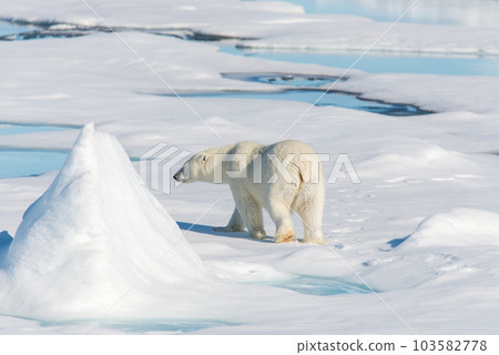 Polar bear on the pack ice 103582778