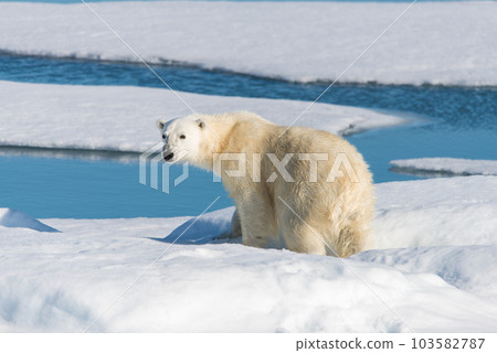 Polar bear on the pack ice 103582787