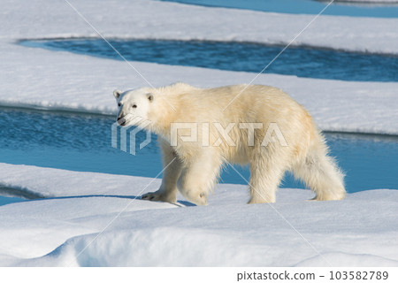 Polar bear on the pack ice 103582789