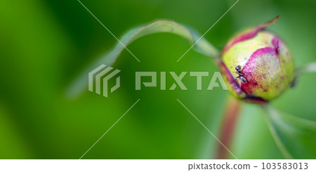 ant on peony bud. Insect pests. Banner. Soft focus. Space for text. copy space ant on peony bud. Insect pests. Banner. Soft focus. Space for text. copy space 103583013