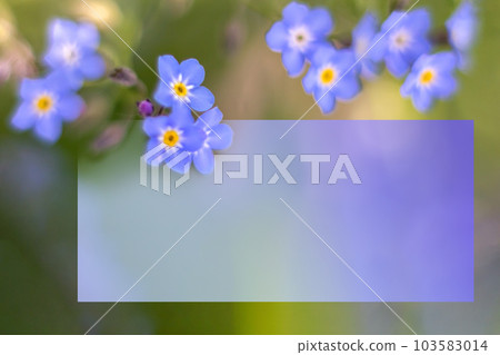 Postcard with flowers of forget-me-nots. Soft focus. Space for text. copy space 103583014