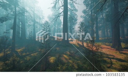 Pine forest with the last of the sun shining through the trees Pine forest with the last of the sun shining through the trees 103583135