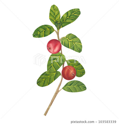 Hand drawn Watercolor Red lingonberry. Set of Cranberry. Illustration of forest wild plants. Isolated objects on white background for packaging design, postcards, print Hand drawn Watercolor Red lingonberry. Set of Cranberry. Illustration of forest wild plants. Isolated objects on white background for packaging design, postcards, print 103583339