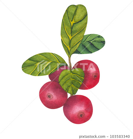 Hand drawn Watercolor Red lingonberry. Set of Cranberry. Illustration of forest wild plants. Isolated objects on white background for packaging design, postcards, print Hand drawn Watercolor Red lingonberry. Set of Cranberry. Illustration of forest wild plants. Isolated objects on white background for packaging design, postcards, print 103583340