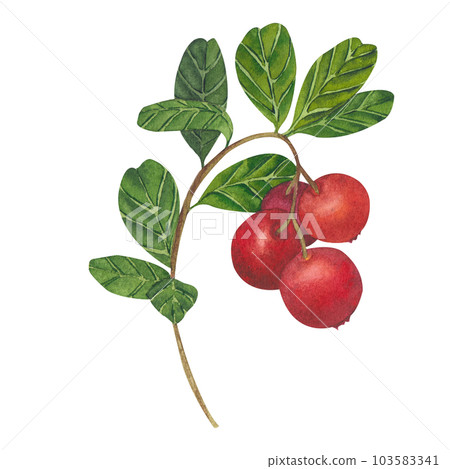 Hand drawn Watercolor Red lingonberry. Set of Cranberry. Illustration of forest wild plants. Isolated objects on white background for packaging design, postcards, print Hand drawn Watercolor Red lingonberry. Set of Cranberry. Illustration of forest wild plants. Isolated objects on white background for packaging design, postcards, print 103583341