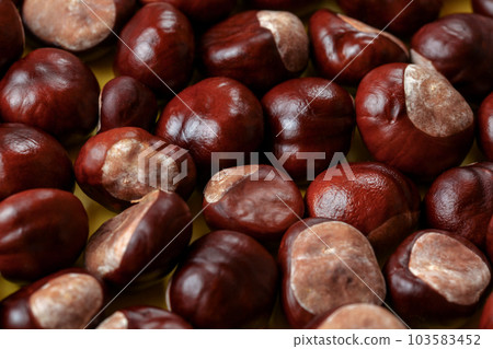 Pile of peeled shiny horse chestnuts 103583452