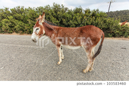 Wild donkey standing in middle of road. Donkeys are roaming freely in Karpass region of Northern Cyprus. 103583460