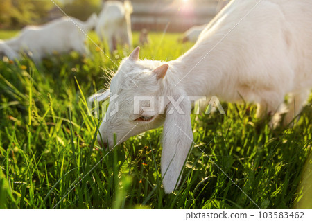 Goat kid grazing on fresh meadow grass. Wide angle close photo, with strong back light. Goat kid grazing on fresh meadow grass. Wide angle close photo, with strong back light. 103583462