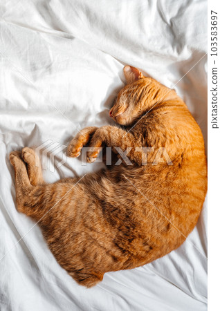 Cute ginger cat sleeps on the bed Cute ginger cat sleeps on the bed 103583697