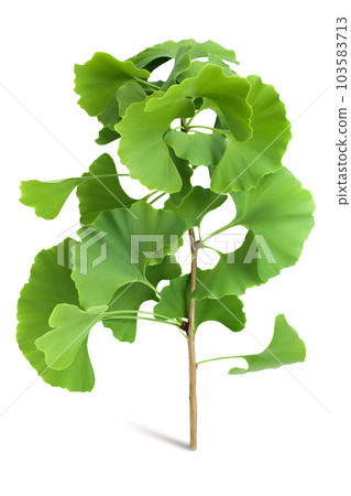 green ginkgo biloba leaves isolated on white background with full depth of field 103583713