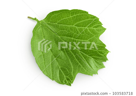Green Viburnum leaf isolated on white background Green Viburnum leaf isolated on white background 103583718