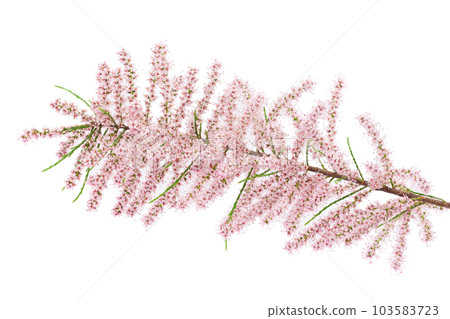 branch of tamarix isolated on white background with full depth of field 103583723
