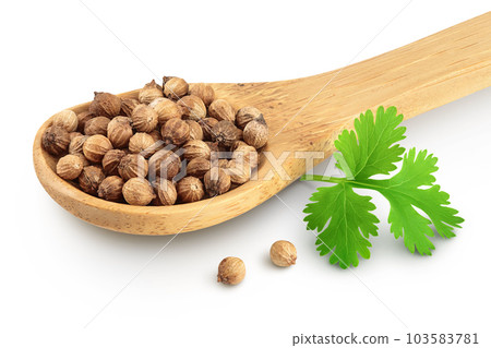 Dried coriander seeds in the wooden spoon with fresh green leaf isolated on white background Dried coriander seeds in the wooden spoon with fresh green leaf isolated on white background 103583781
