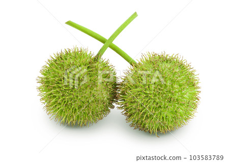 fruit of sycamore plane tree isolated on white bacground with full depth of field 103583789