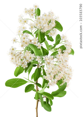 Pyracantha flowering branch isolated on white background Pyracantha flowering branch isolated on white background 103583790