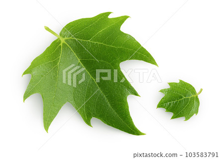 Platanus tree, sycamore leave isolated on white background. Top view. Flat lay 103583791