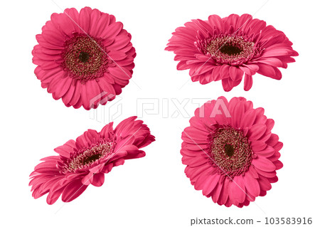 Pink gerbera flower isolated on white background. Set of Gerbera flowers for your design. 103583916