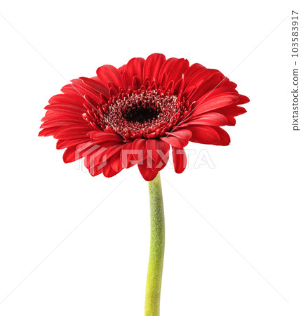 Red gerbera flower isolated on white background. Gerbera flower head for your design. Red gerbera flower isolated on white background. Gerbera flower head for your design. 103583917