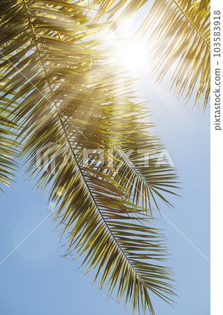 Sun rays through the palm tree leaves over blue sky. Summer sunset scenery. Holidays and summertime background. 103583918
