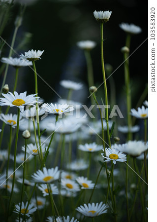 Field of chamomile flowers in the evening time. Nature scene with blooming chamomiles. Daisy flowers background. 103583920