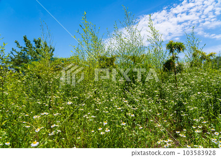 Wild flowers and fresh green bamboo Wild flowers and fresh green bamboo 103583928