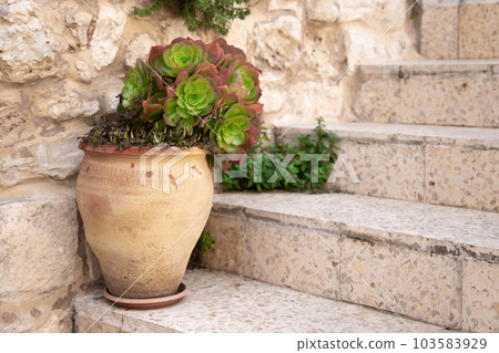 Blossoming sempervivum tectorum in clay flowerpot on the stone steps of a porch 103583929