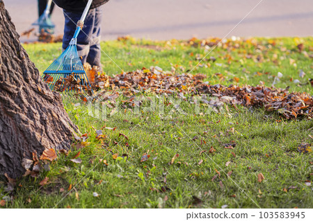 Autumn, leaf fall. Cleaning sidewalk from fallen leaves with rake, seasonal city job Autumn, leaf fall. Cleaning sidewalk from fallen leaves with rake, seasonal city job 103583945