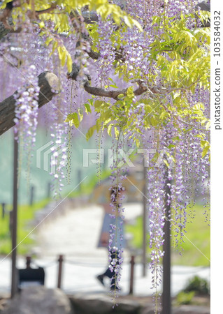 Tourists enjoying the beautifully blooming wisteria trellis (wisteria in Tennogawa Park, Tsushima City, Aichi Prefecture) Tourists enjoying the beautifully blooming wisteria trellis (wisteria in Tennogawa Park, Tsushima City, Aichi Prefecture) 103584032