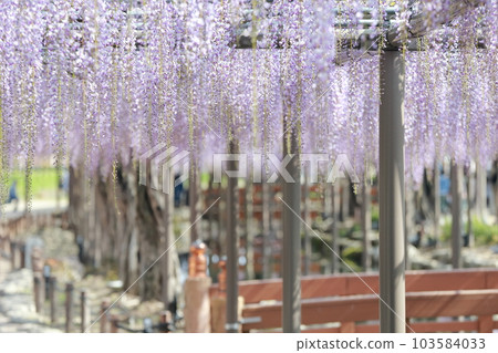 A healing space where wisteria trellis flowers gently envelop you (wisteria in Tennogawa Park, Tsushima City, Aichi Prefecture) A healing space where wisteria trellis flowers gently envelop you (wisteria in Tennogawa Park, Tsushima City, Aichi Prefecture) 103584033