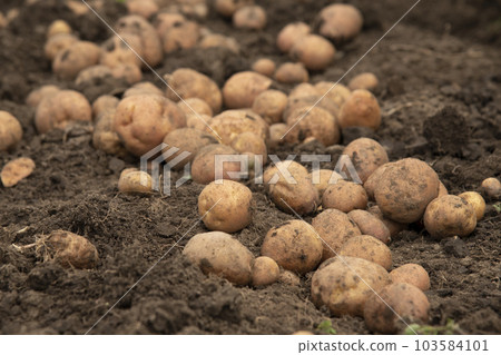 Harvest of fresh, red, organic potatoes on the ground 103584101