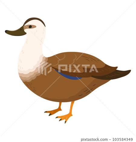 Hand-drawn illustration of a simple and cute brown spot-billed duck No main line 103584349