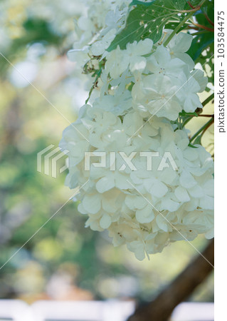 Temari Kanboku (white flower in Nakajima Park)_5449 103584475