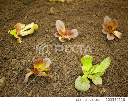 Seedlings Lactuca sativa lettuce green red leaves vegetable butterhead bio capitata young planting detail greenhouse foil field crop farm farming garden salad growing organic curly close-up Europe 103584518